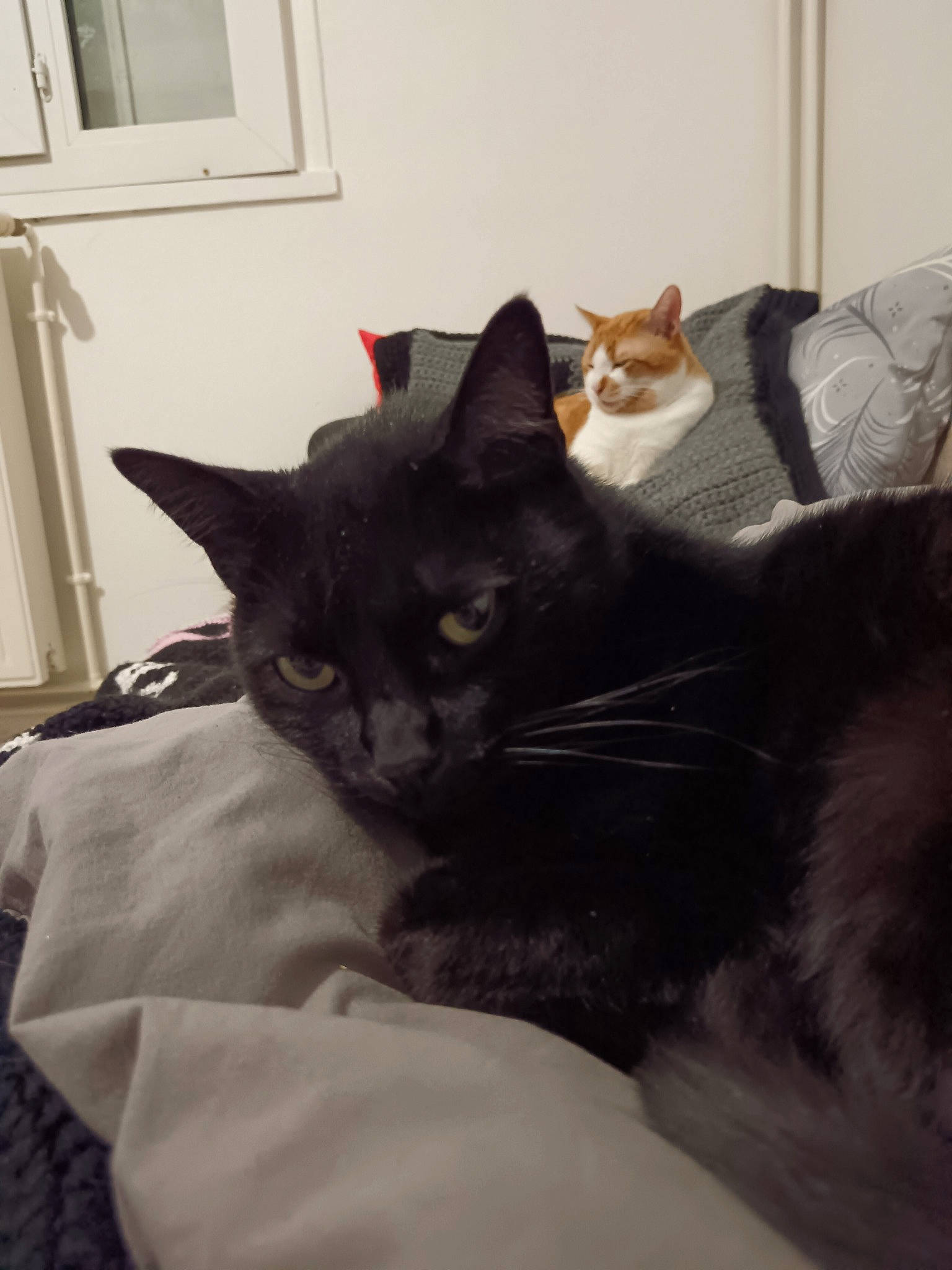 Harlem a rejoint le concours — aidez-le/la à gagner de superbes lots ! bedding, black_cat, carnivore, cat, cat_supply, comfort, domestic_short_haired_cat, felidae, fur, grey, linens, paw, picture_frame, room, sitting, small_to_medium_sized_cats, snout, tail, wall_plate, whiskers