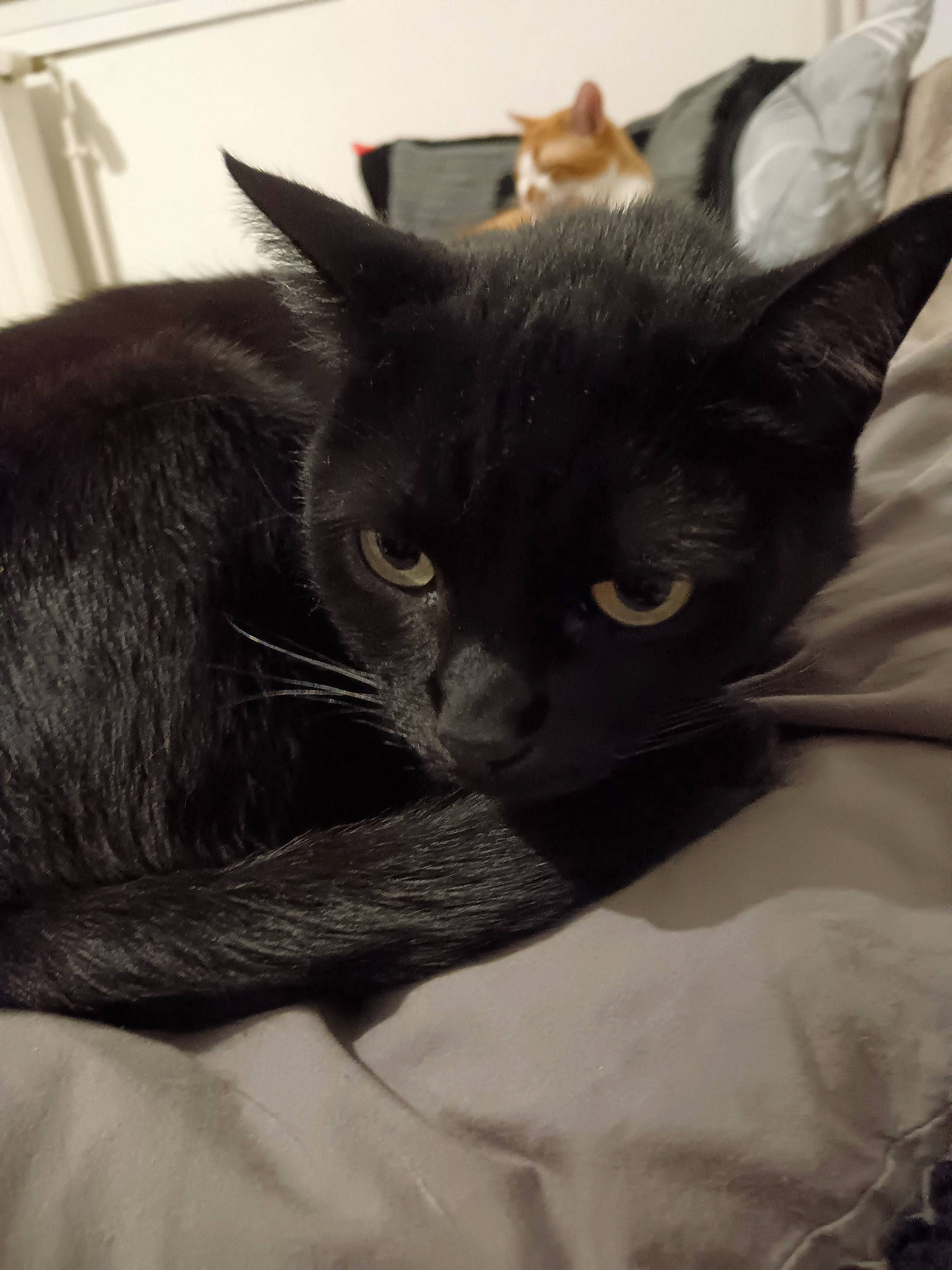 Harlem a rejoint le concours — aidez-le/la à gagner de superbes lots ! black_cat, carnivore, cat, comfort, domestic_short_haired_cat, ear, eye, felidae, fur, grey, small_to_medium_sized_cats, snout, terrestrial_animal, whiskers