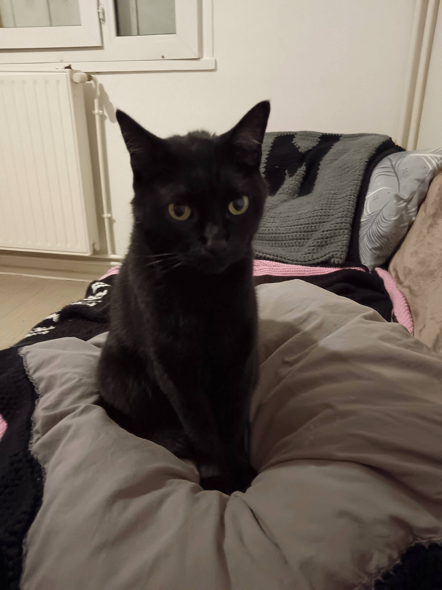 Harlem a rejoint le concours — aidez-le/la à gagner de superbes lots ! black_cat, bombay, carnivore, cat, comfort, couch, domestic_short_haired_cat, door, felidae, fur, grey, havana_brown, linens, room, sitting, small_to_medium_sized_cats, snout, tail, whiskers, window