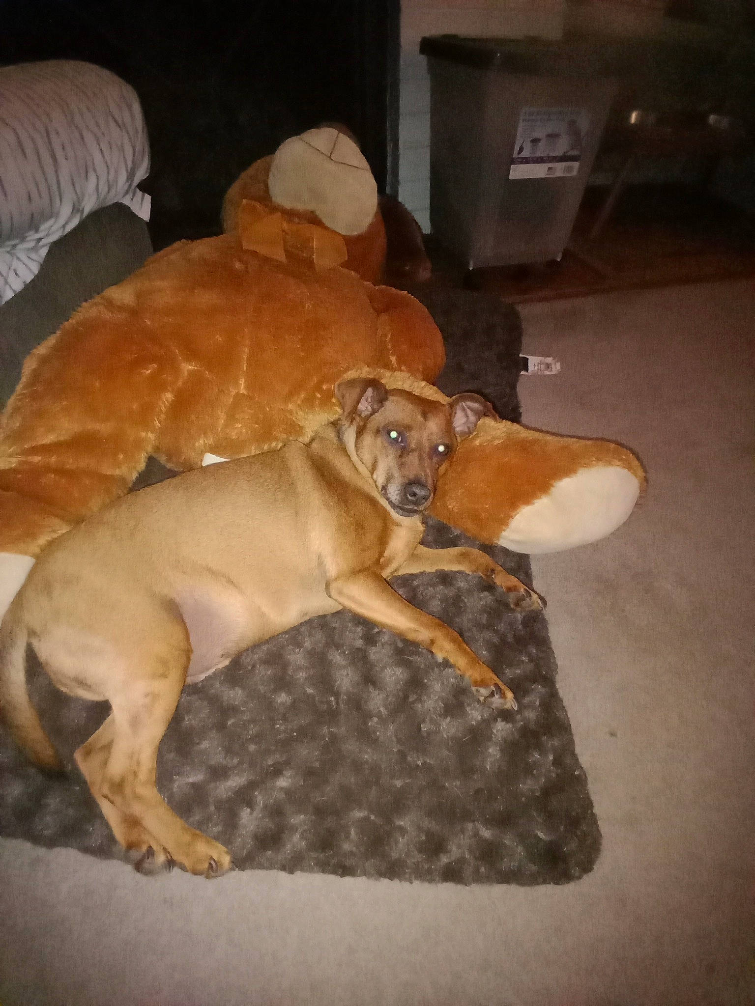 Kodi joined the competition — help win amazing prizes! carnivore, comfort, companion_dog, couch, dog, dog_breed, dog_supply, fawn, flooring, fur, guard_dog, hardwood, liver, paw, pet_supply, snout, studio_couch, tail, wood, working_animal