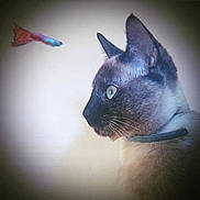 Topaze participe au concours pour gagner de l'argent avec cette photo : cat, siamese_cat, close_up, profile, animal, pet, whiskers, ears, collar, fish_toy, indoor, curious, feline, portrait, side_view, soft_light, blurry_background, domestic_cat, focus, watching