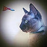 cat, siamese_cat, close_up, profile, animal, pet, whiskers, ears, collar, fish_toy, indoor, curious, feline, portrait, side_view, soft_light, blurry_background, domestic_cat, focus, watching