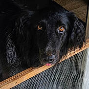 Blue participe au concours pour gagner de l'argent avec cette photo : black_dog, dog, pet, animal, close_up, indoors, wooden_ledge, mesh_screen, fur, ears, face, tongue, brown_eyes, looking, portrait, cute, expression, playful, furry, nostrils