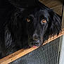 black_dog, dog, pet, animal, close_up, indoors, wooden_ledge, mesh_screen, fur, ears, face, tongue, brown_eyes, looking, portrait, cute, expression, playful, furry, nostrils