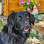 dog, black_dog, pet, outdoor, garden, flowers, wooden_wall, gnome, smiling, happy, animal, nature, sunlight, closeup, fur, collar, greenery, plants, decor, daylight