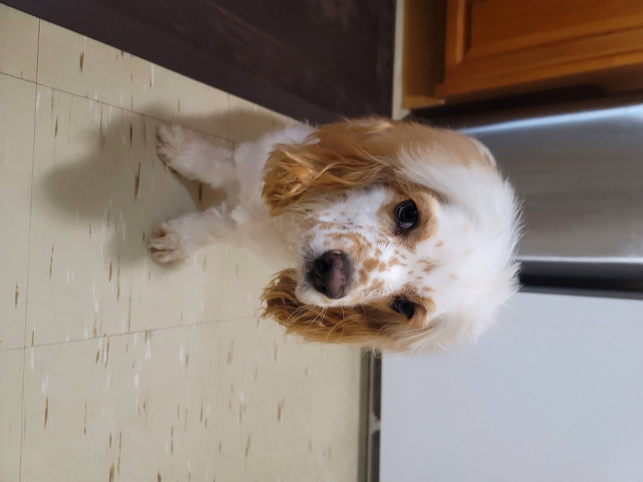 Peanut joined the competition — help win amazing prizes! canidae, carnivore, companion_dog, dog, dog_breed, dog_supply, door, fawn, flooring, fur, paw, pet_supply, retriever, small_terrier, snout, sporting_group, terrier, toy_dog, whiskers, wood