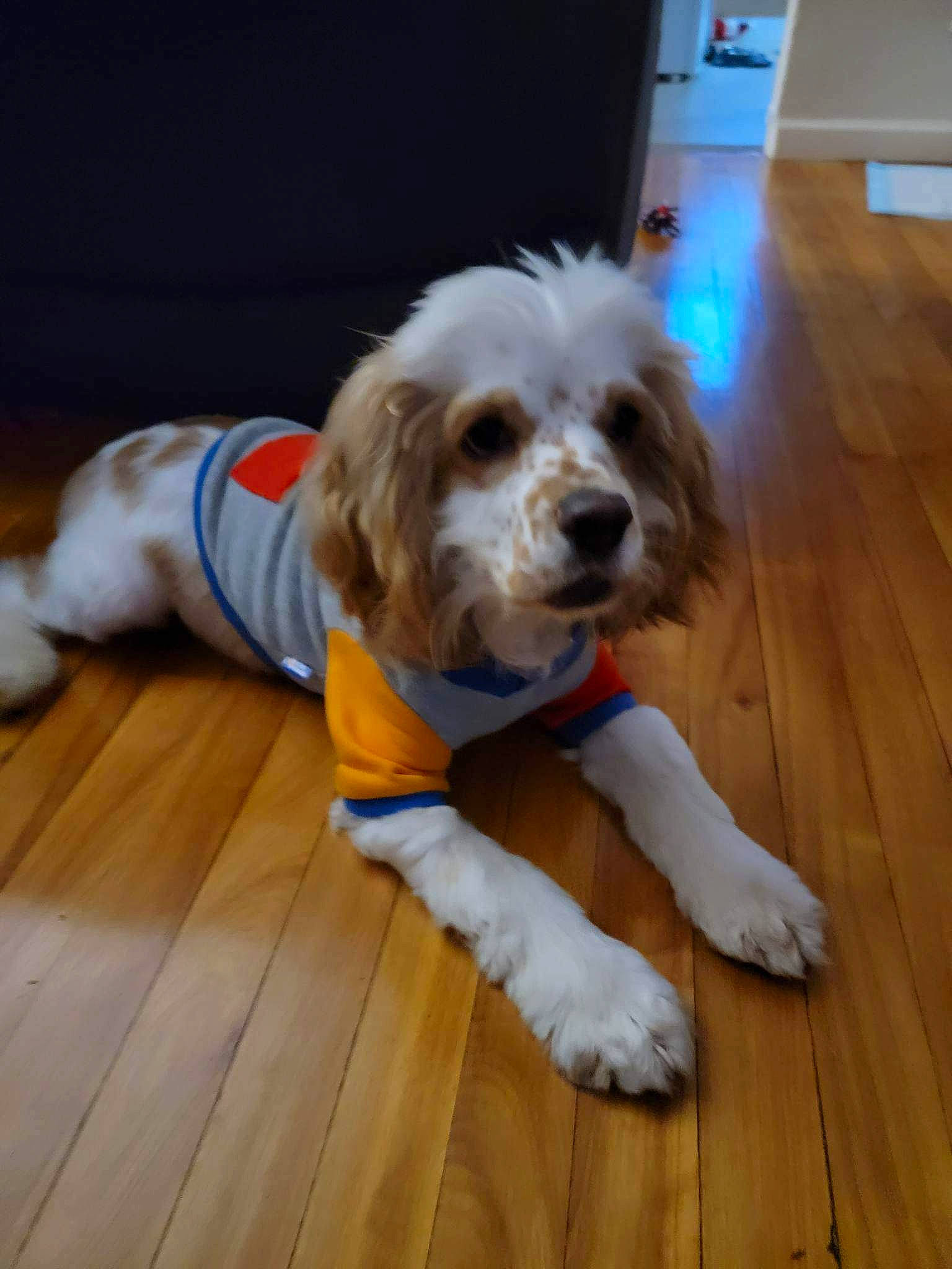 Peanut joined the competition — help win amazing prizes! carnivore, companion_dog, dog, dog_breed, dog_clothes, dog_supply, floor, flooring, fur, hardwood, laminate_flooring, plank, small_terrier, spaniel, terrier, toy_dog, varnish, wood, wood_flooring, wood_stain