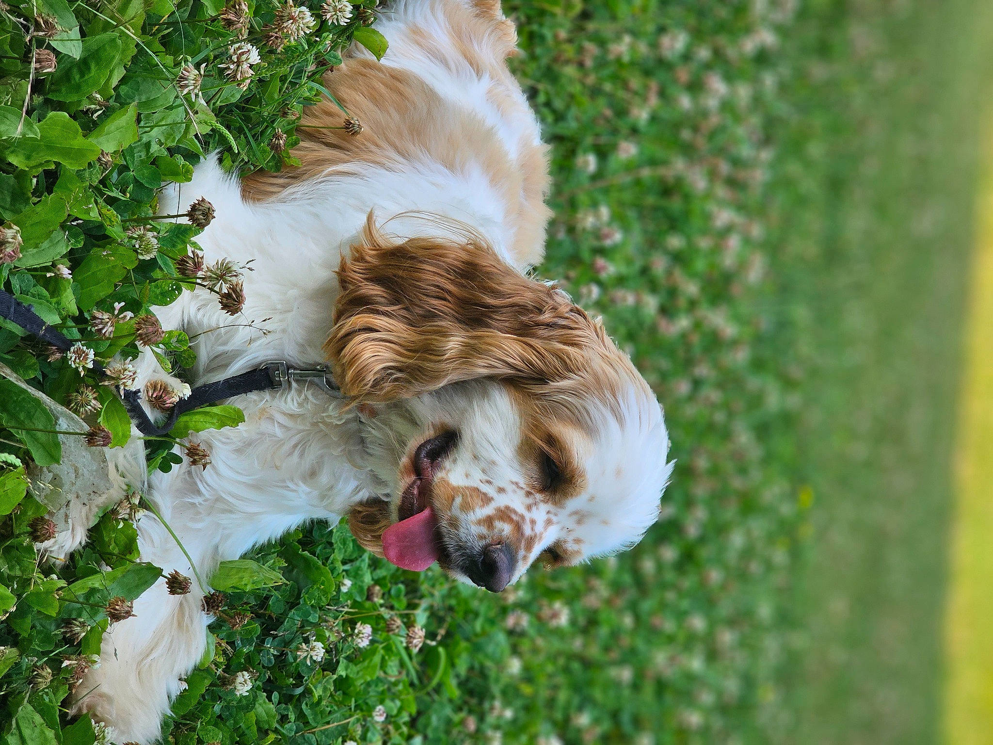 Peanut is registered to the contest to win money with this photo: canidae, carnivore, companion_dog, dog, dog_breed, fawn, felidae, grass, green, liver, plant, snout, spaniel, sporting_group, tail, terrier, toy_dog, tree, whiskers, wildlife