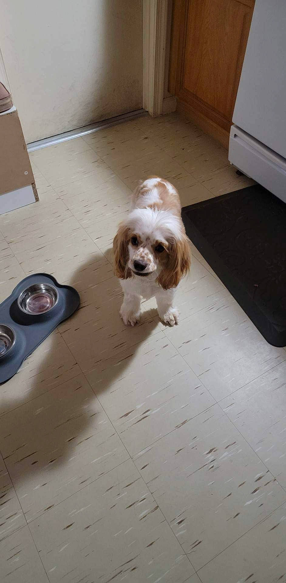 Peanut is registered to the contest to win money with this photo: canidae, carnivore, companion_dog, dog, dog_breed, dog_food, dog_supply, door, floor, flooring, fur, hardwood, liver, road_surface, snout, spaniel, sporting_group, toy_dog, wood, wood_flooring