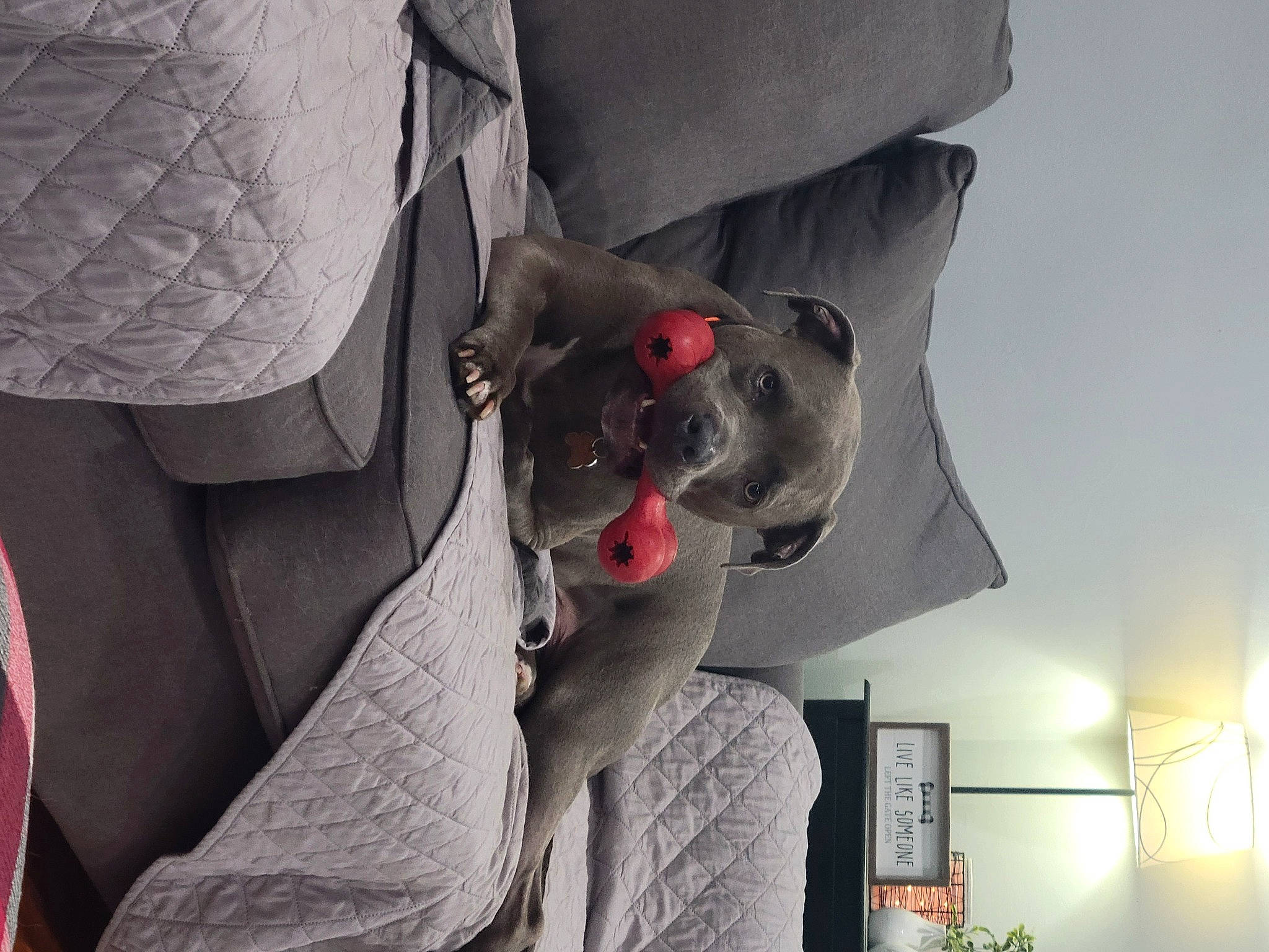 Bear joined the competition — help win amazing prizes! auto_part, automotive_design, car_seat, carmine, carnivore, comfort, dog, dog_breed, eyewear, fur, grey, lamp, paper, picture_frame, plant, room, snout, stuffed_toy, toy, vehicle_door