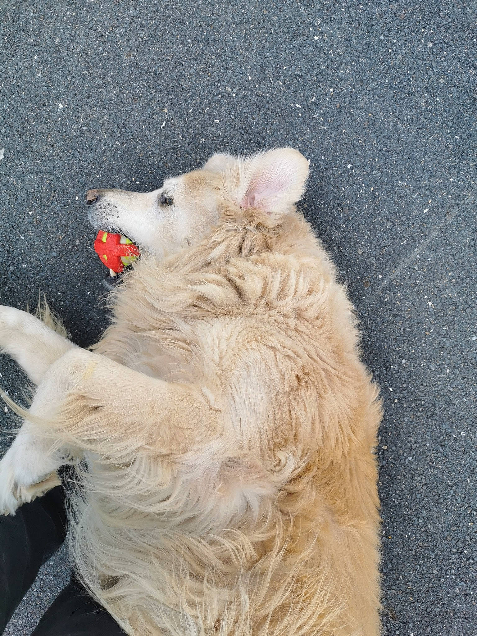 Gandhi a rejoint le concours — aidez-le/la à gagner de superbes lots ! ball, canidae, carnivore, companion_dog, dog, dog_breed, fawn, feather, felidae, fur, german_spitz, paw, plant, small_to_medium_sized_cats, snout, spitz, sporting_group, tail, toy, whiskers