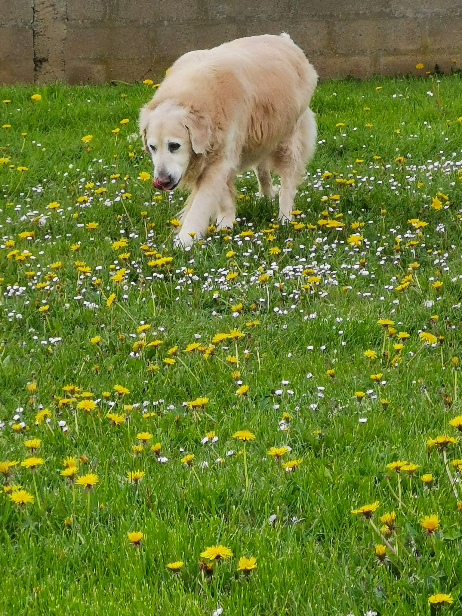 Gandhi participe au concours pour gagner de l'argent avec cette photo : camomile, carnivore, companion_dog, dog, dog_breed, flower, grass, grass_family, grassland, green, groundcover, herbaceous_plant, lawn, meadow, natural_landscape, people_in_nature, petal, plant, polish_tatra_sheepdog, prairie