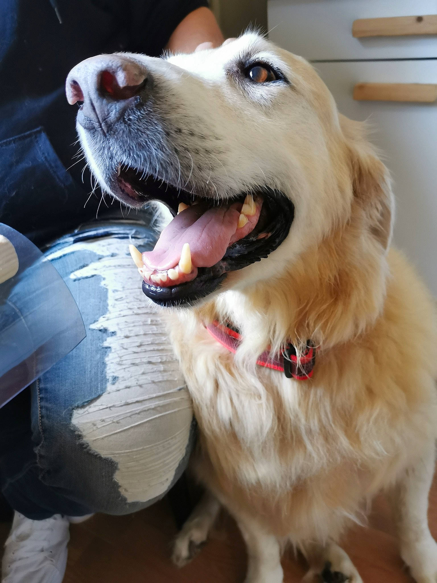 Gandhi a rejoint le concours — aidez-le/la à gagner de superbes lots ! canidae, carnivore, collar, companion_dog, dog, dog_breed, dog_collar, fang, fawn, fur, happy, jaw, paw, retriever, shout, snout, sporting_group, whiskers, working_dog, yawn