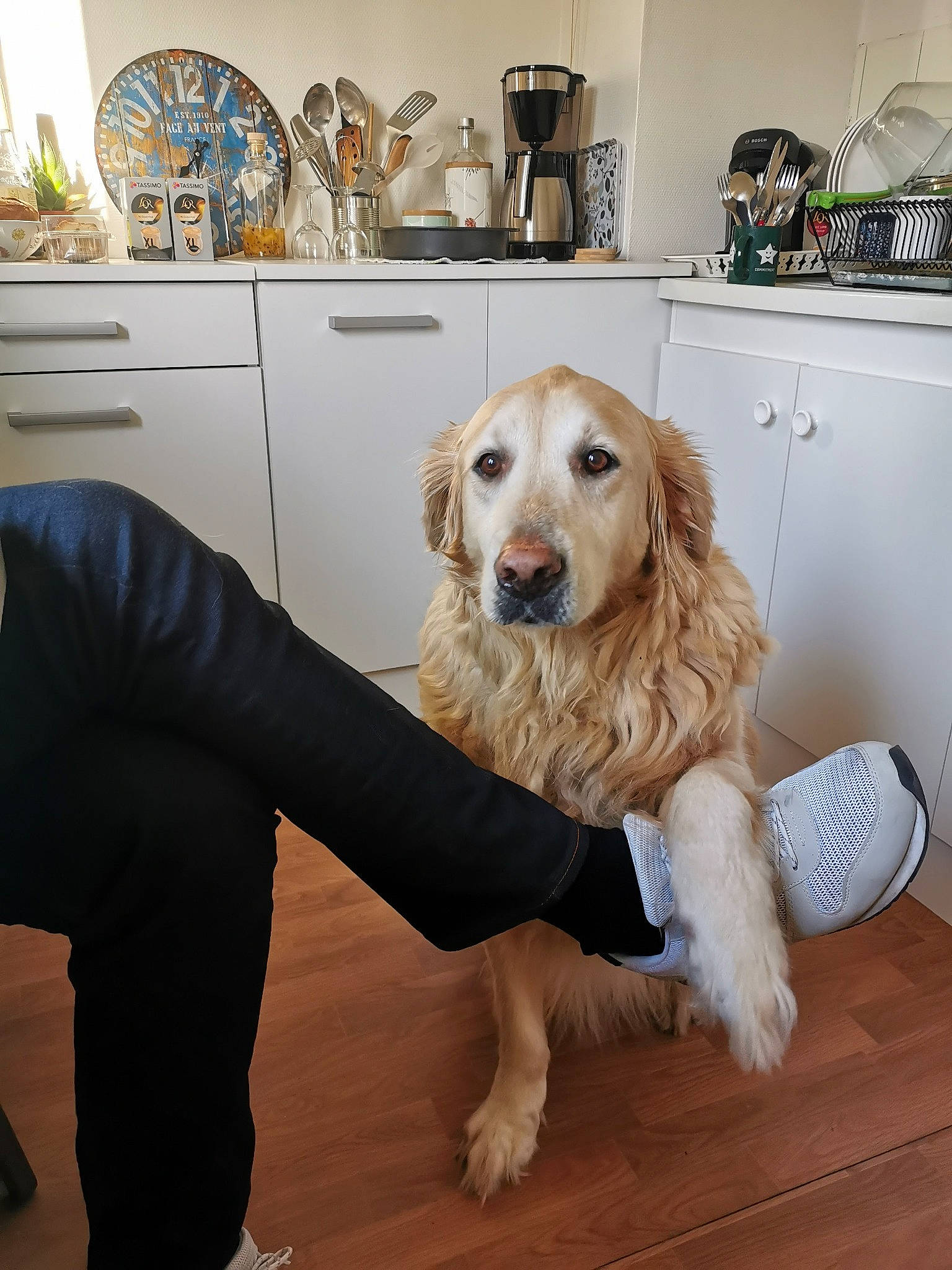 Gandhi participe au concours pour gagner de l'argent avec cette photo : art, cabinetry, carnivore, chair, companion_dog, dog, dog_breed, dog_supply, drawer, event, fawn, floor, flooring, happy, hardwood, picture_frame, smile, snout, wood, working_animal