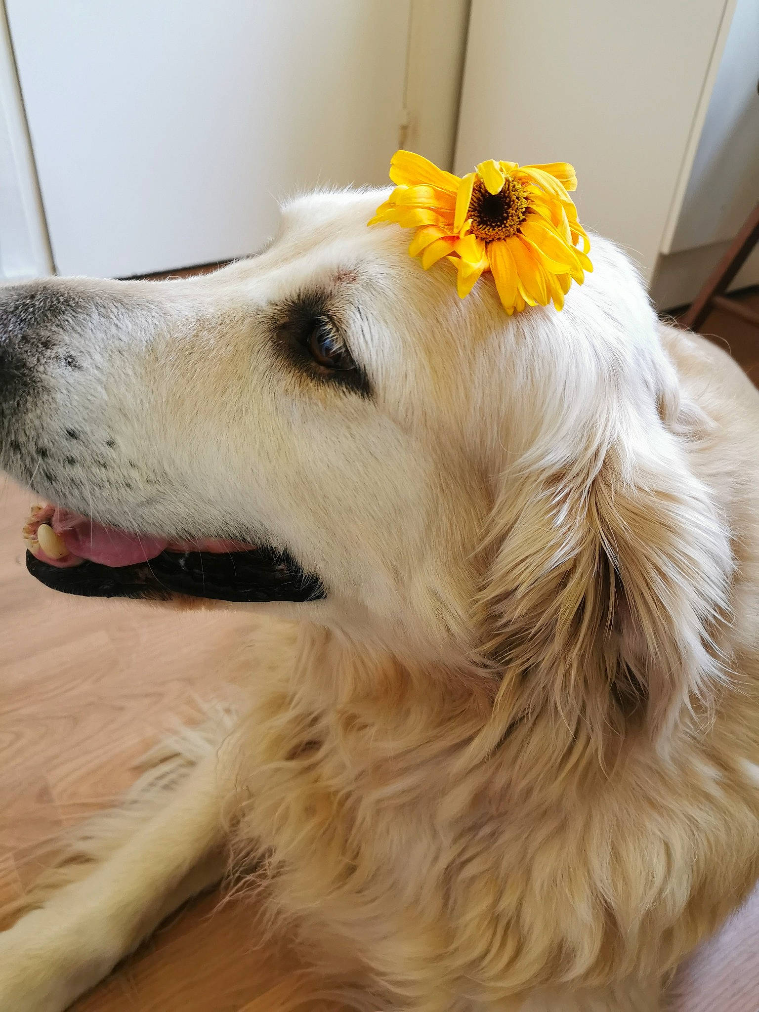 Gandhi participe au concours pour gagner de l'argent avec cette photo : borzoi, canidae, carnivore, collie, companion_dog, dog, dog_breed, fawn, flower, fur, herding_dog, pet_supply, retriever, shetland_sheepdog, silken_windhound, snout, sporting_group, whiskers, working_animal, working_dog