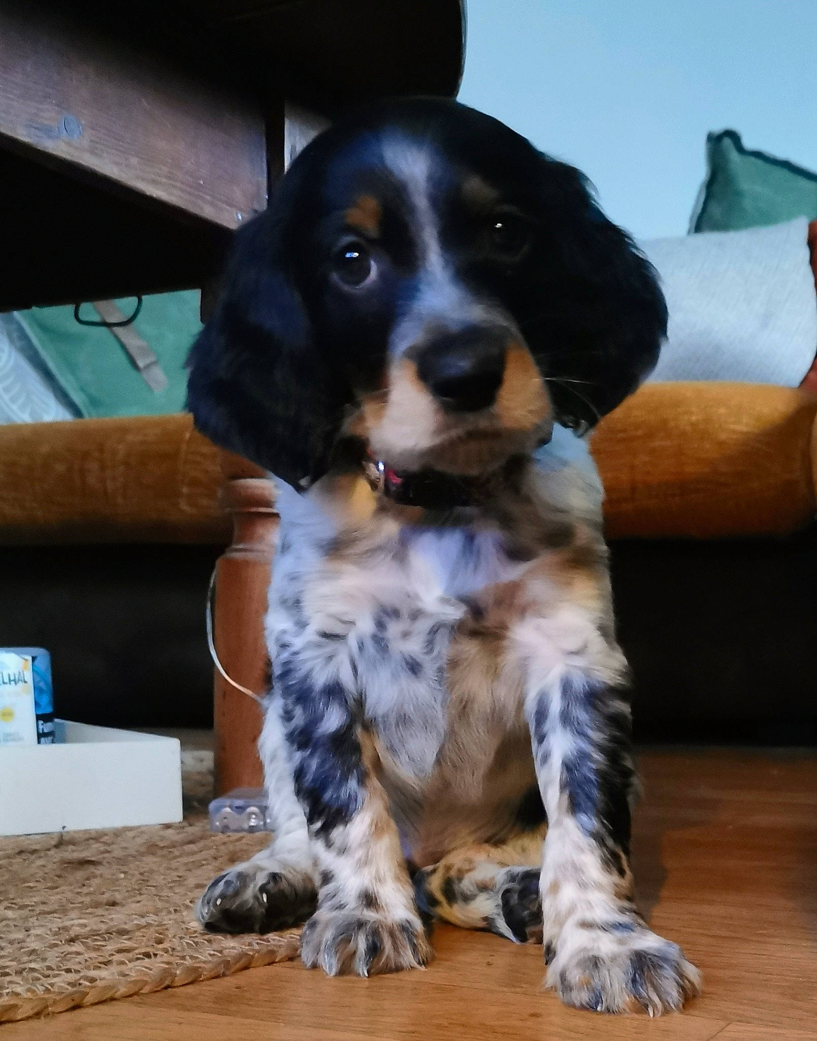 Snow participe au concours pour gagner de l'argent avec cette photo : bored, canidae, carnivore, companion_dog, dog, dog_breed, fur, gun_dog, hunting_dog, liver, snout, spaniel, sporting_group, terrestrial_animal, wood, working_animal, working_dog