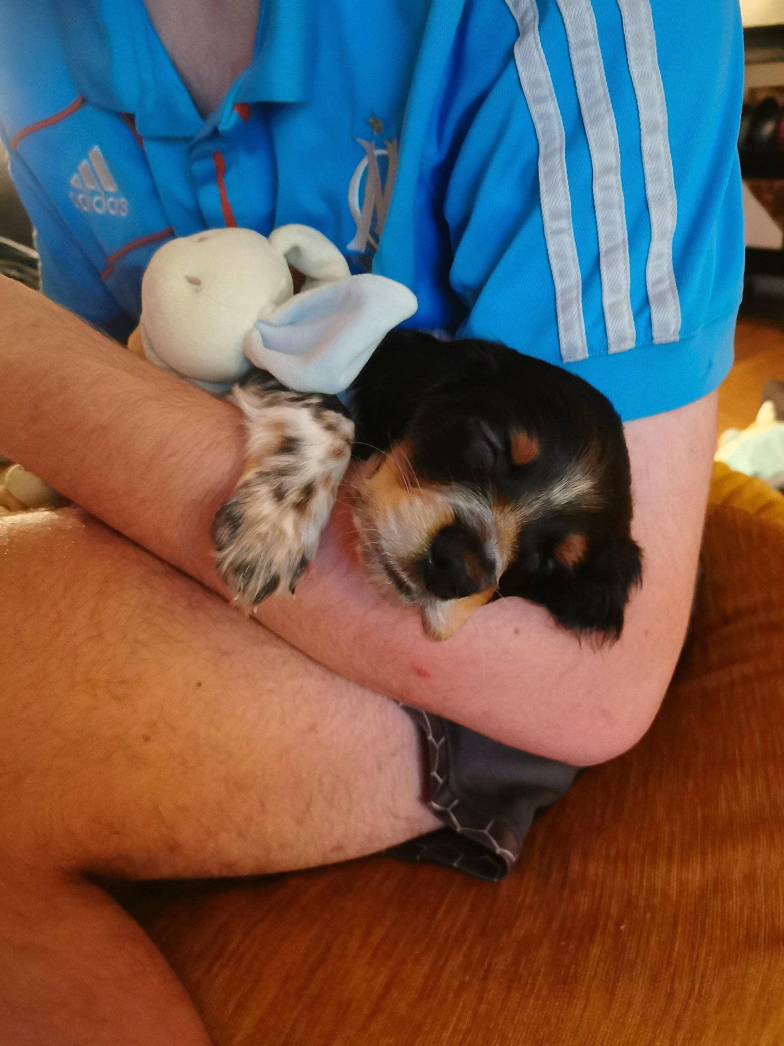 Snow participe au concours pour gagner de l'argent avec cette photo : canidae, carnivore, comfort, companion_dog, dog, dog_breed, finger, foot, hand, hardwood, human_leg, nail, paw, service, sitting, sporting_group, thigh, toy_dog, working_animal, wrist