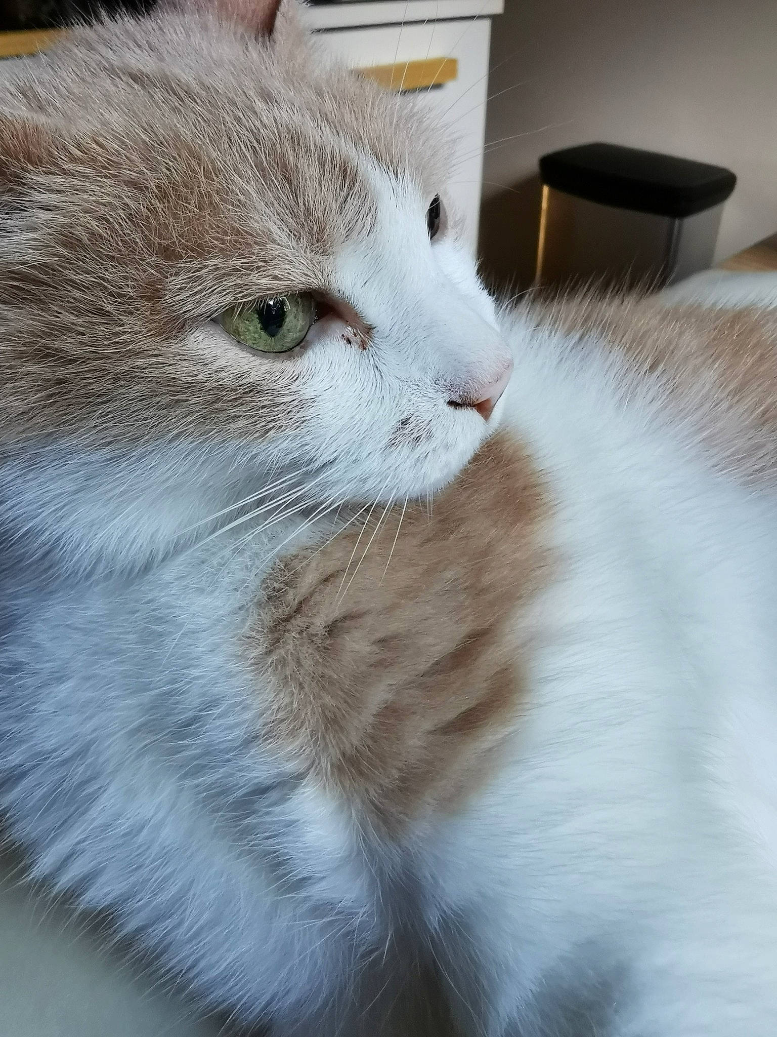 Cali participe au concours pour gagner de l'argent avec cette photo : carnivore, cat, claw, comfort, domestic_short_haired_cat, fawn, felidae, fur, paw, small_to_medium_sized_cats, snout, tail, terrestrial_animal, whiskers, window