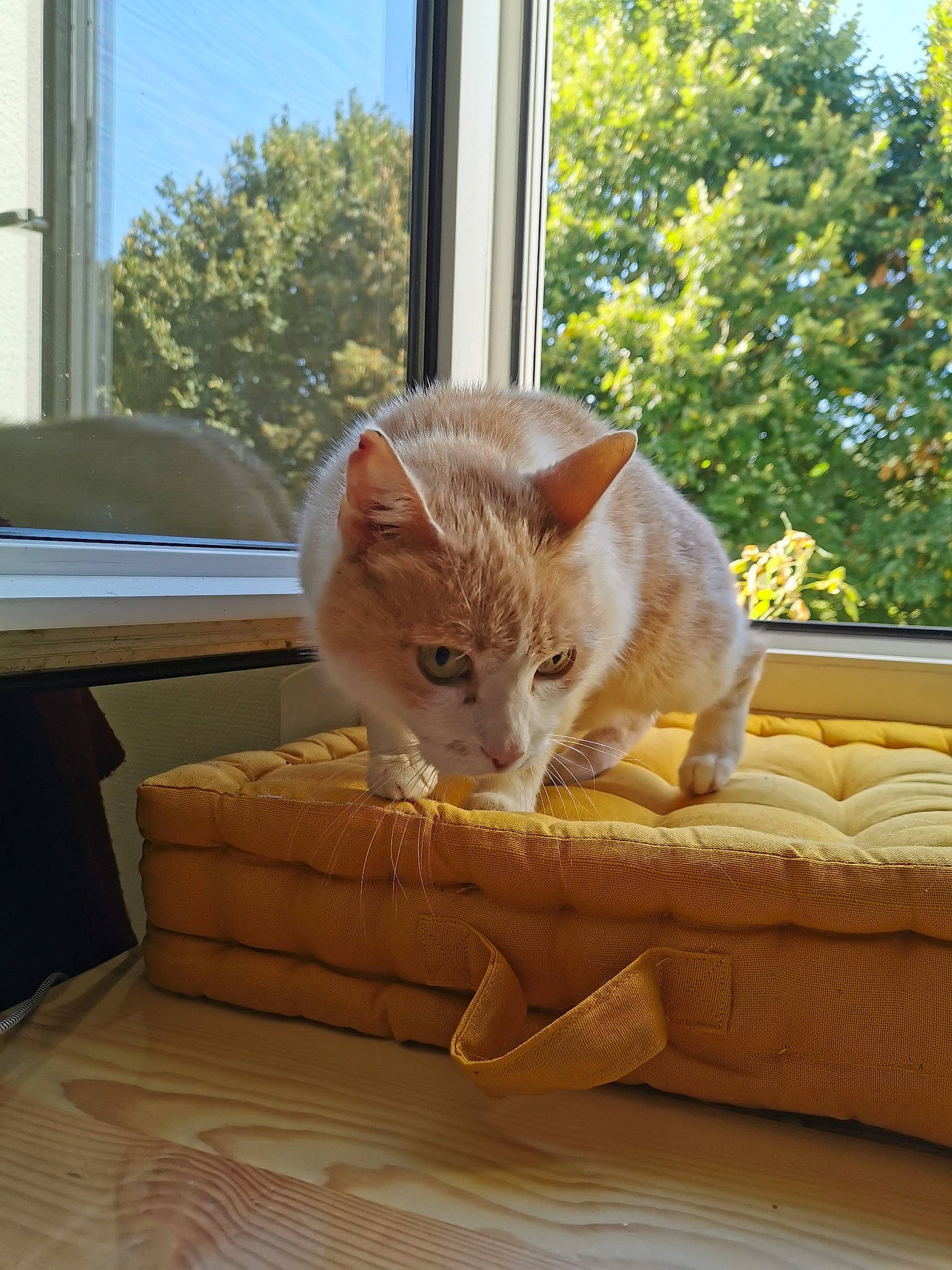 Cali participe au concours pour gagner de l'argent avec cette photo : carnivore, cat, chair, comfort, couch, fawn, felidae, flooring, hardwood, interior_design, living_room, sky, small_to_medium_sized_cats, sunlight, table, tail, tree, whiskers, window, wood