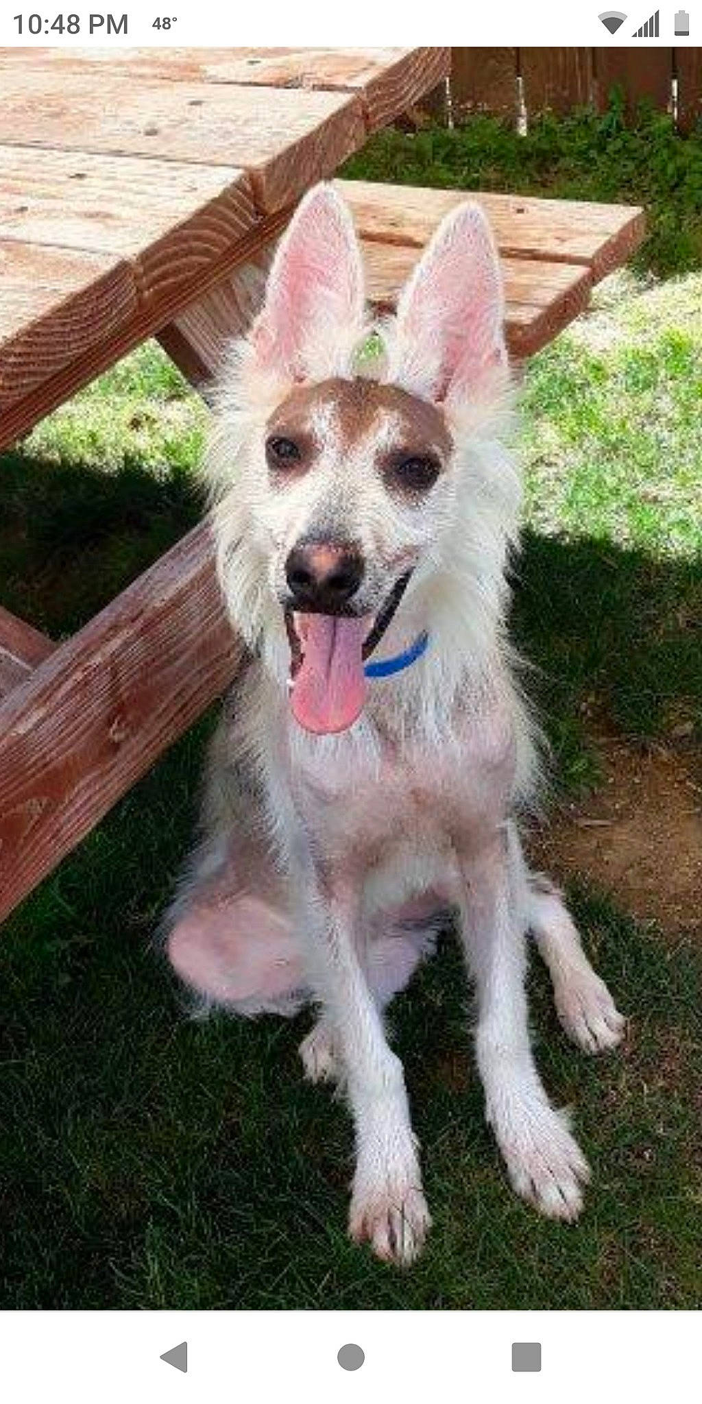 Jake E Lee joined the competition — help win amazing prizes! canidae, carnivore, collar, companion_dog, dog, dog_breed, dog_collar, dog_supply, fang, fawn, fence, grass, home_fencing, plant, snout, sporting_group, tail, terrestrial_animal, wood, working_animal