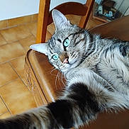 éros a rejoint le concours — aidez-le/la à gagner de superbes lots ! cat, tabby_cat, green_eyes, whiskers, paw, wooden_table, wooden_chair, tiled_floor, indoor, close_up, portrait, pet, domestic, striped_fur, relaxed, curious, selfie_pose, ear, furniture, home_interior