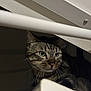 éros a rejoint le concours — aidez-le/la à gagner de superbes lots ! cat, tabby_cat, whiskers, green_eyes, indoor, peek, staircase, under_stairs, low_light, portrait, pet, fur, closeup, curious, looking, shadow, household, domestic, ears, nose