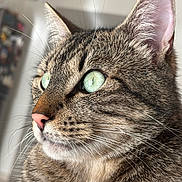 éros a rejoint le concours — aidez-le/la à gagner de superbes lots ! cat, tabby, close_up, portrait, green_eyes, whiskers, ear, fur, nose, indoor, pet, feline, macro, profile, soft_light, sharp_focus, cozy, cute, muzzle, domestic_animal