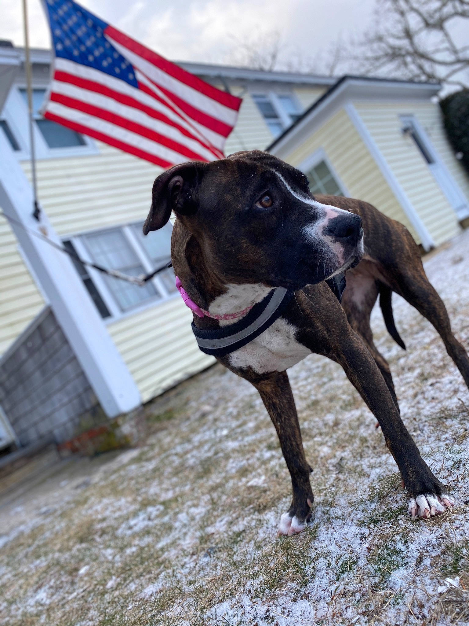 Zola joined the competition — help win amazing prizes! canidae, carnivore, dog, dog_breed, eurohound, fawn, galgo_espanol, great_dane, greyhound, hound, hunting_dog, italian_greyhound, lurcher, magyar_agar, mammal, snout, snow, sporting_group, winter