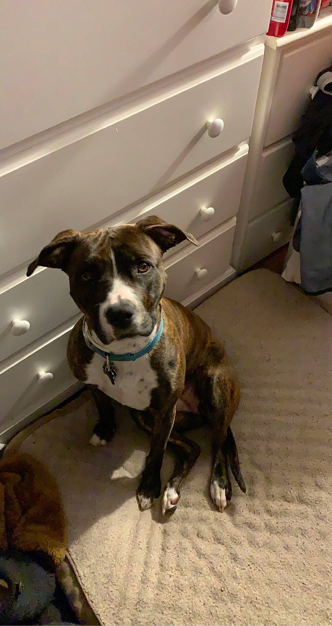 Zola is registered to the contest to win money with this photo: american_bulldog, american_pit_bull_terrier, american_staffordshire_terrier, canidae, carnivore, dog, dog_breed, fawn, mammal, non_sporting_group, pit_bull, snout, sporting_group, staffordshire_bull_terrier