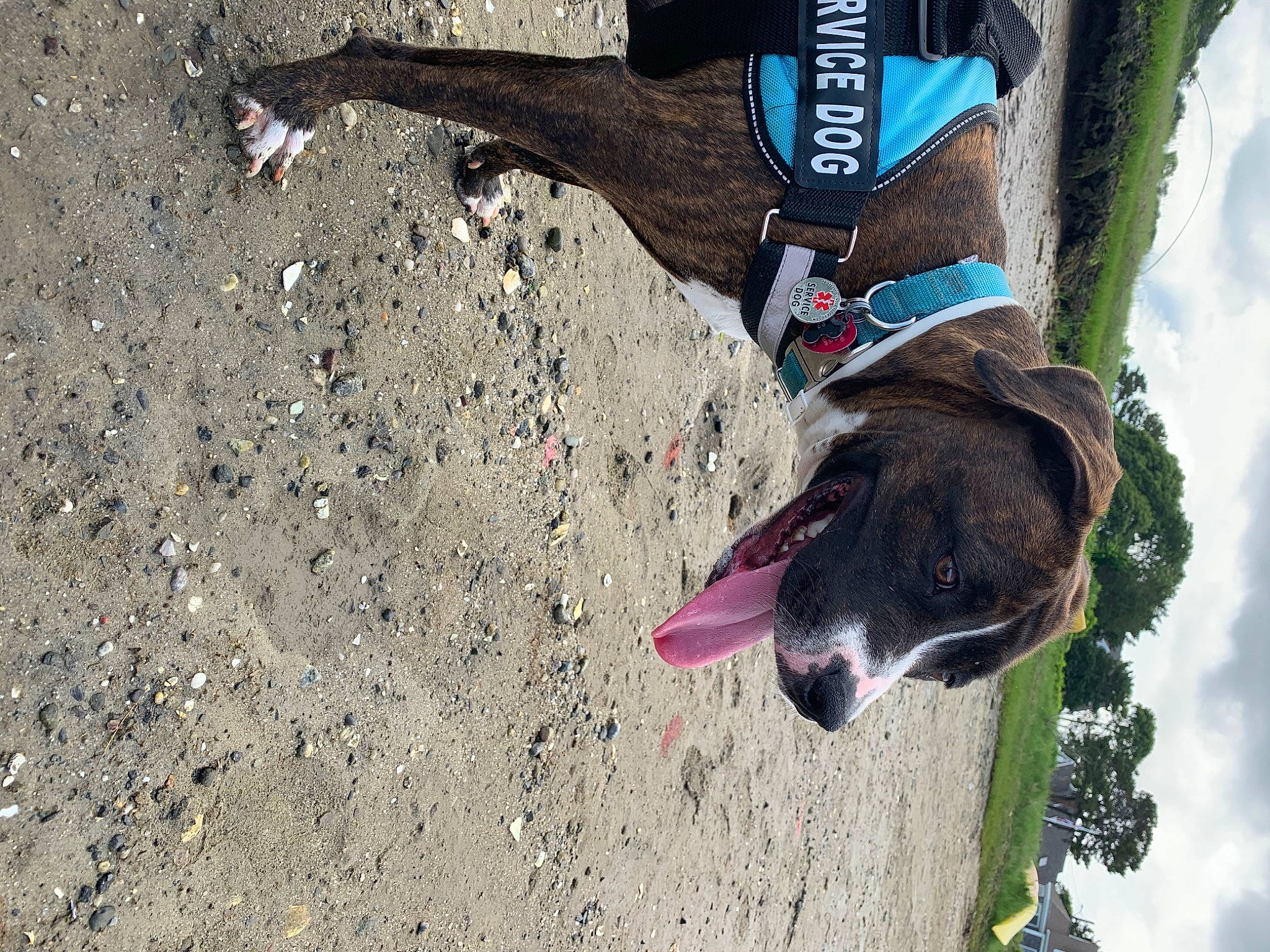 Zola is registered to the contest to win money with this photo: adventure, boston_terrier, canidae, carnivore, dog, dog_breed, leash, non_sporting_group, pointer, snout, soil, sporting_group