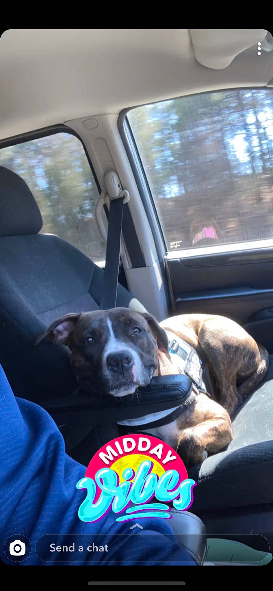 Zola joined the competition — help win amazing prizes! american_pit_bull_terrier, canidae, car, car_seat, carnivore, companion_dog, dog, dog_breed, fawn, non_sporting_group, pit_bull, snout, sporting_group, vehicle