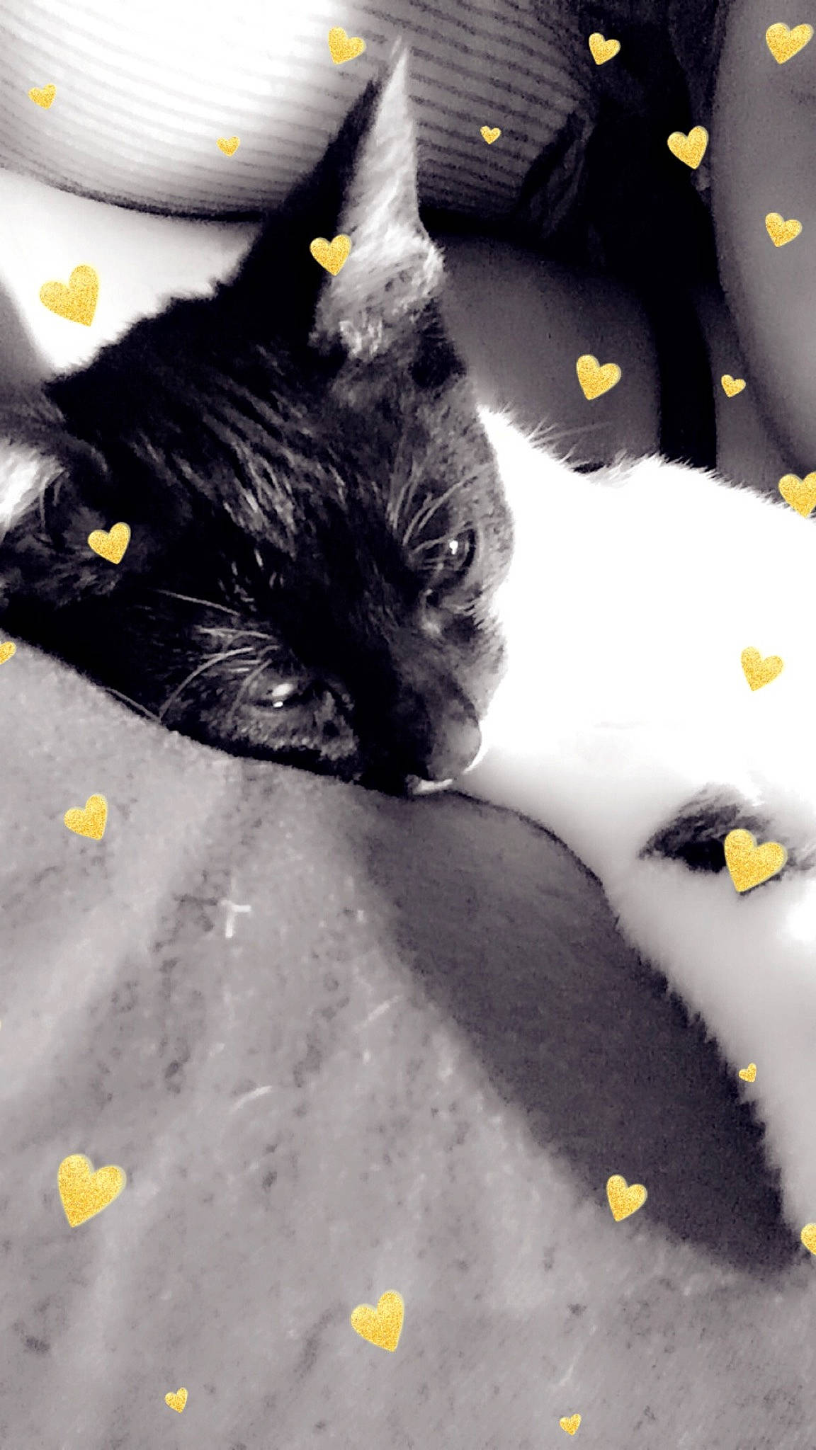 Pepette a rejoint le concours — aidez-le/la à gagner de superbes lots ! black_cat, carnivore, cat, claw, felidae, fur, small_to_medium_sized_cats, tail, whiskers