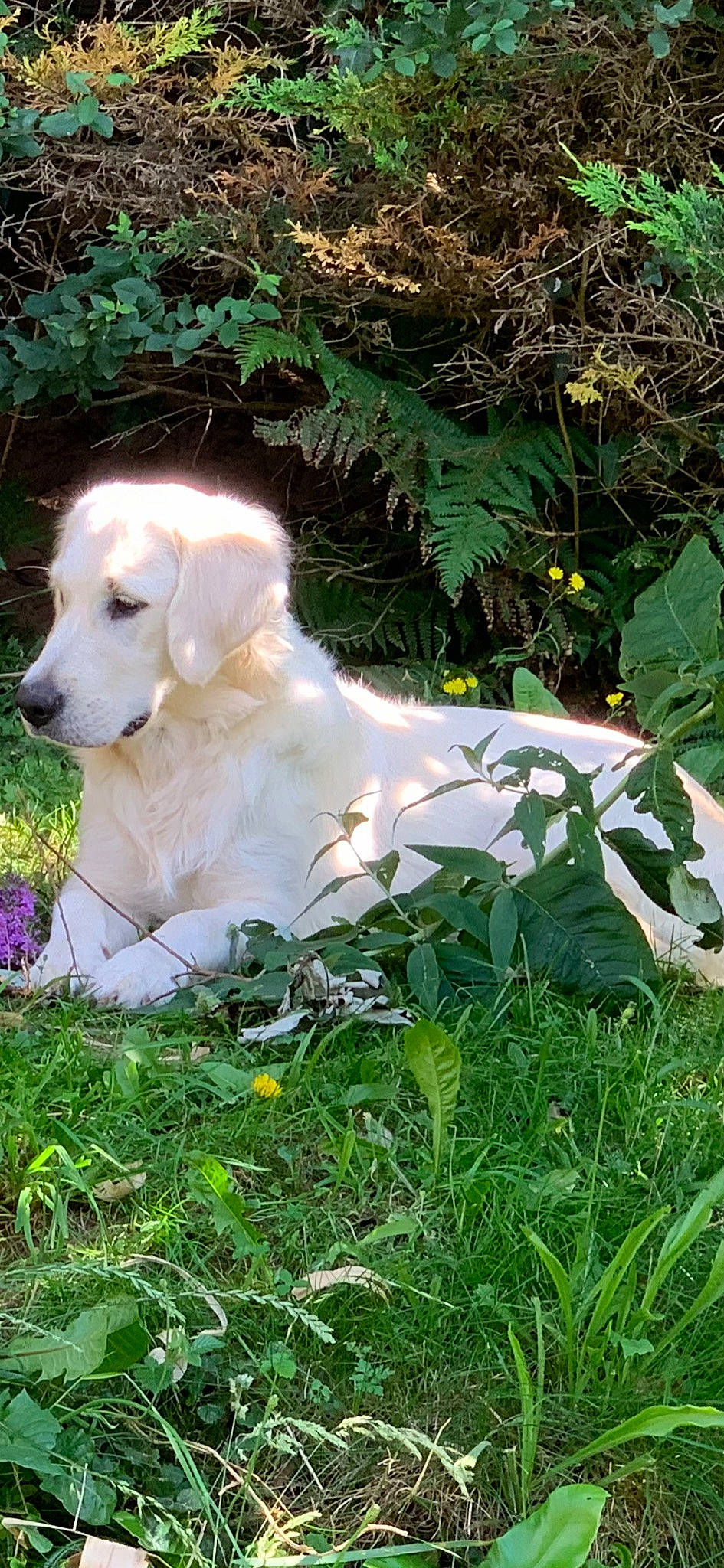 Arya a rejoint le concours — aidez-le/la à gagner de superbes lots ! annual_plant, canidae, carnivore, companion_dog, dog, dog_breed, fawn, garden, grass, groundcover, gun_dog, labrador_retriever, livestock_guardian_dog, plant, polish_tatra_sheepdog, retriever, shrub, sporting_group, tail, working_animal
