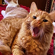 Klaus joined the competition — help win amazing prizes! cat, ginger_cat, feline, pet, animal, indoor, bed, blanket, fur, whiskers, mouth_open, yawning, relaxing, two_cats, red_blanket, domestic_cat, cute, sleepy, resting, cozy