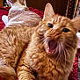 cat, ginger_cat, feline, pet, animal, indoor, bed, blanket, fur, whiskers, mouth_open, yawning, relaxing, two_cats, red_blanket, domestic_cat, cute, sleepy, resting, cozy