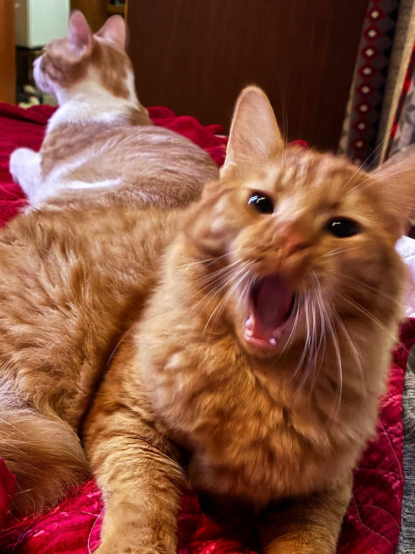 Klaus joined the competition — help win amazing prizes! cat, ginger_cat, feline, pet, animal, indoor, bed, blanket, fur, whiskers, mouth_open, yawning, relaxing, two_cats, red_blanket, domestic_cat, cute, sleepy, resting, cozy