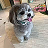 Onyx is registered to the contest to win money with this photo: dog, small_dog, fluffy, gray_fur, white_fur, long_hair, tongue_out, bandana, pet, animal, portrait, sitting, indoors, home, table, wood_surface, kitchen, furniture, cute, companion