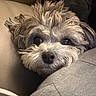 dog, puppy, shaggy_fur, gray_fur, white_fur, black_nose, brown_eyes, close_up, portrait, couch, cushion, indoor, home, cozy, resting, peeking, cute, pet, fur, face