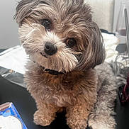 Onyx is registered to the contest to win money with this photo: dog, puppy, fluffy, small_dog, curly_fur, brown_fur, white_fur, black_nose, brown_eyes, pet, animal, portrait, close_up, sitting, paws, collar, indoors, table, reflection, blue_object