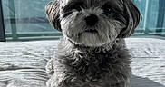 Onyx joined the competition — help win amazing prizes! dog, small_dog, fluffy, curly_fur, gray_fur, portrait, indoors, bedroom, bed, bedding, window, cityscape, high_rise, apartment, sunlight, looking_at_camera, standing, pet, companion_animal, photography