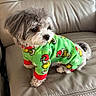 Onyx joined the competition — help win amazing prizes! dog, small_dog, fluffy, pet, animal, sweater, green_clothing, holiday, festive, leather_chair, recliner, indoors, sitting, portrait, fur, gray_and_white, cute, companion_animal, couch, home