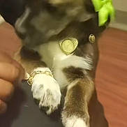Lla is registered to the contest to win money with this photo: dog, pet, bow, green_bow, bracelet, chain, indoor, floor, brown_fur, white_paws, person, clothing, hand, holding, blur, closeup, accessory, cute, domestic_animal, animal