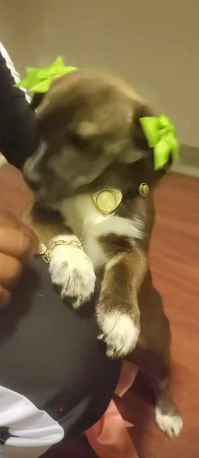 Lla is registered to the contest to win money with this photo: dog, pet, bow, green_bow, bracelet, chain, indoor, floor, brown_fur, white_paws, person, clothing, hand, holding, blur, closeup, accessory, cute, domestic_animal, animal