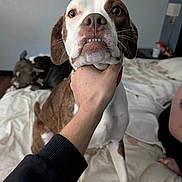 Iris is registered to the contest to win money with this photo: animal, bed, bedroom, brown_and_white, close_up, collar, dog, dogs, funny, goofy, human_hand, indoor, pet, photography, portrait, puppy, rumpled_bedding, short_hair, smiling, teeth