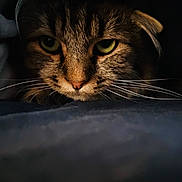 Uno participe au concours pour gagner de l'argent avec cette photo : cat, tabby, close_up, green_eyes, whiskers, dark, shadow, animal, pet, feline, face, portrait, mysterious, cute, fur, nose, ears, indoor, soft_light, intense_gaze