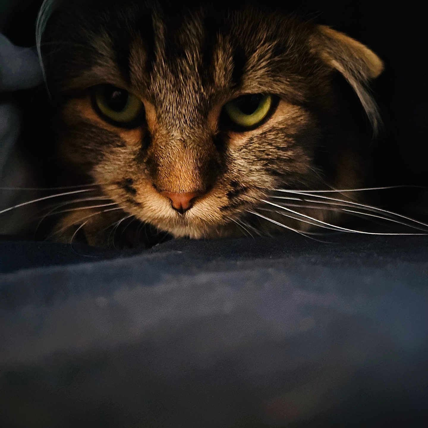Uno participe au concours pour gagner de l'argent avec cette photo : cat, tabby, close_up, green_eyes, whiskers, dark, shadow, animal, pet, feline, face, portrait, mysterious, cute, fur, nose, ears, indoor, soft_light, intense_gaze