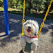 Lulu is registered to the contest to win money with this photo: dog, swing, playground, outdoor, pet, happy, tongue_out, fur, red_collar, yellow_chains, green_seat, trees, gravel, sunlight, daytime, nature, canine, animal, park, fun
