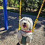 dog, swing, playground, outdoor, pet, happy, tongue_out, fur, red_collar, yellow_chains, green_seat, trees, gravel, sunlight, daytime, nature, canine, animal, park, fun