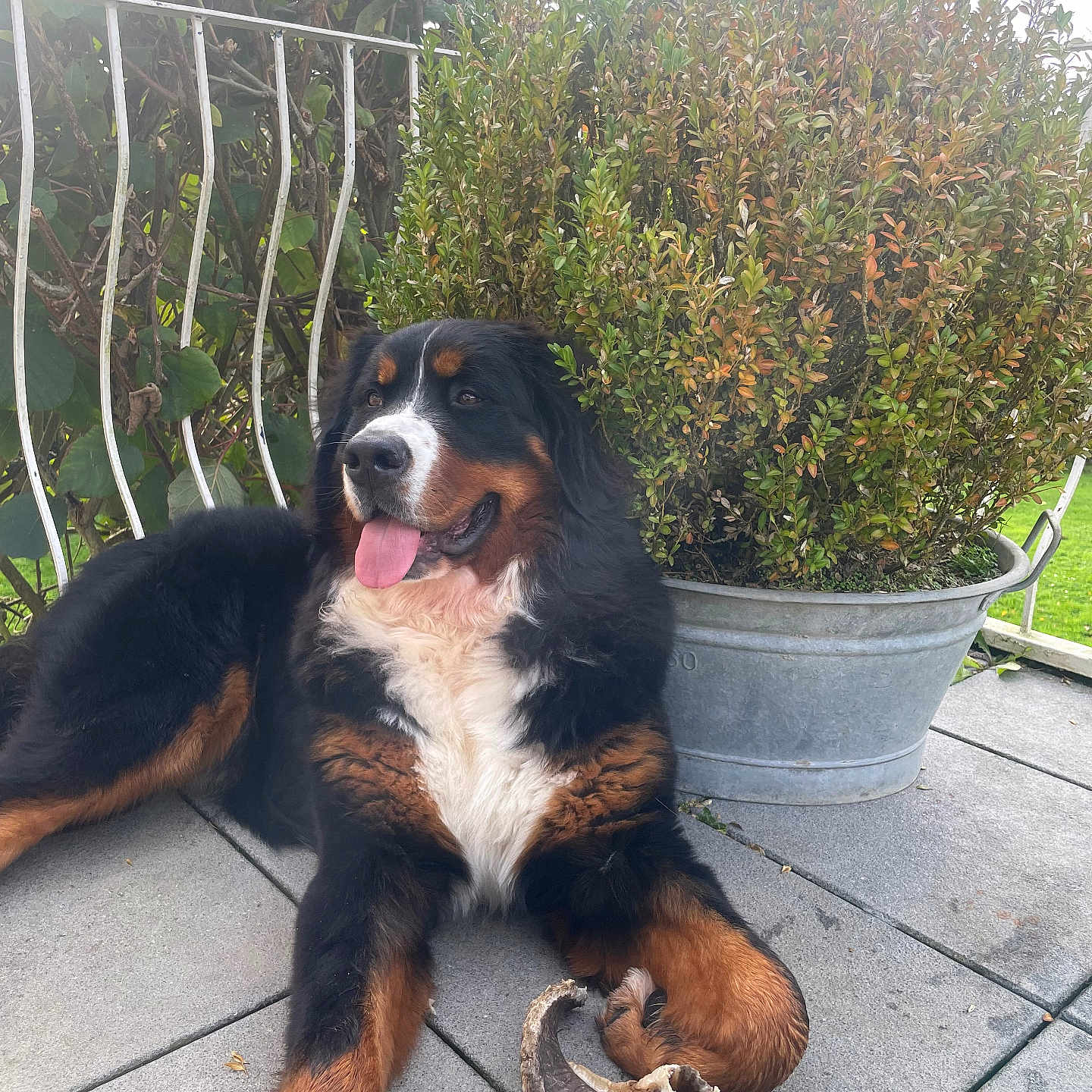 Vaillant participe au concours pour gagner de l'argent avec cette photo : animal, architecture, backyard, canine, dog, herbal, herbs, jar, nature, outdoors, pet, plant, planter, pottedplant, pottery, puppy, tree, vase, vegetation, yard