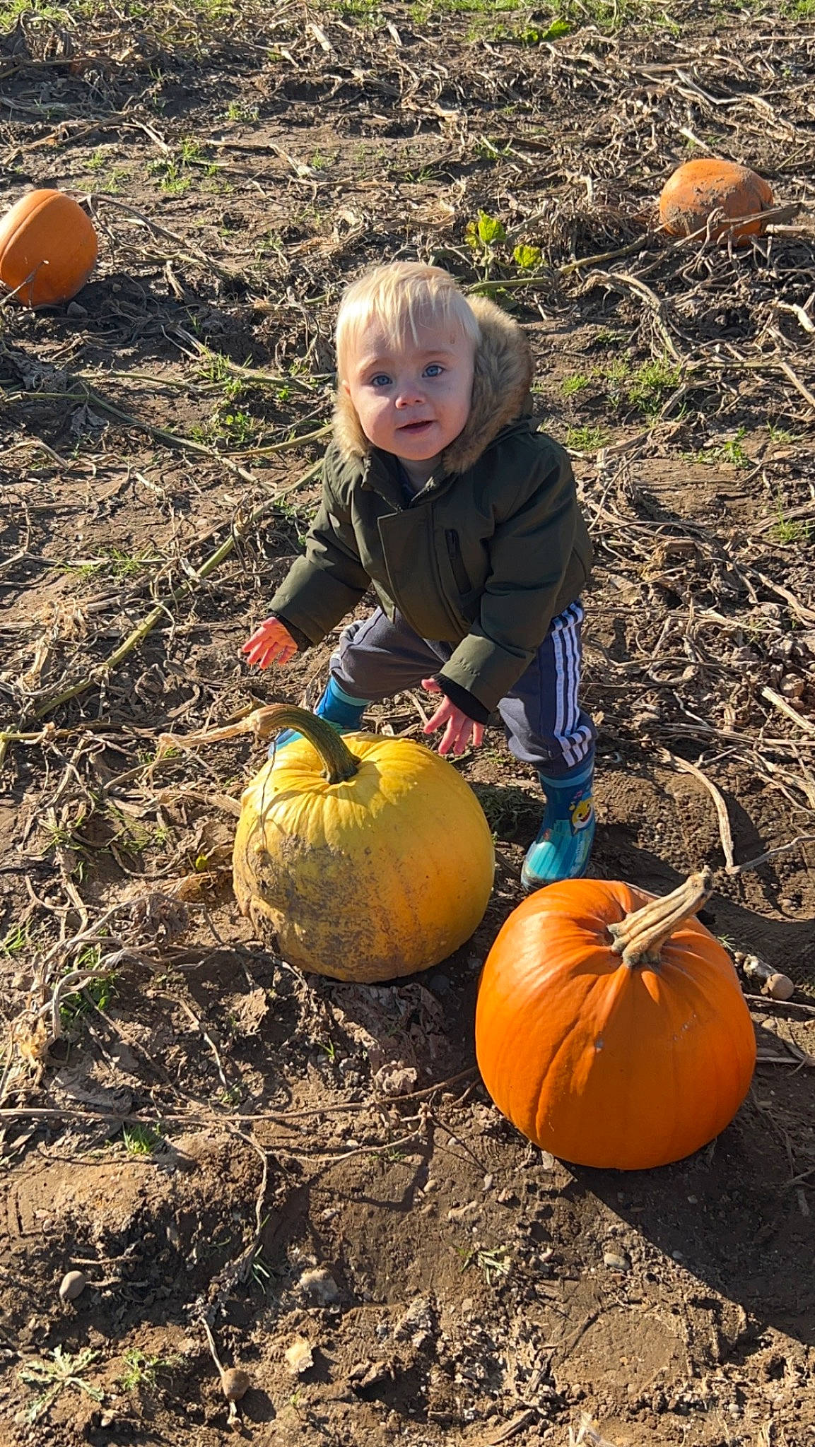 Freddie is registered to the contest to win money with this photo: calabaza, cucurbita, fruit, gourd, grass, happy, head, human_body, local_food, natural_foods, people_in_nature, person, plant, pumpkin, sitting, soil, squash, toddler, vegetable, winter_squash